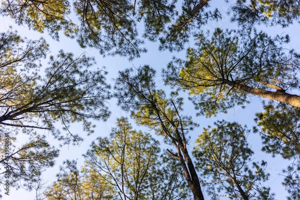 Obraz Worm's-eye view on crown shyness of changing color pine trees.