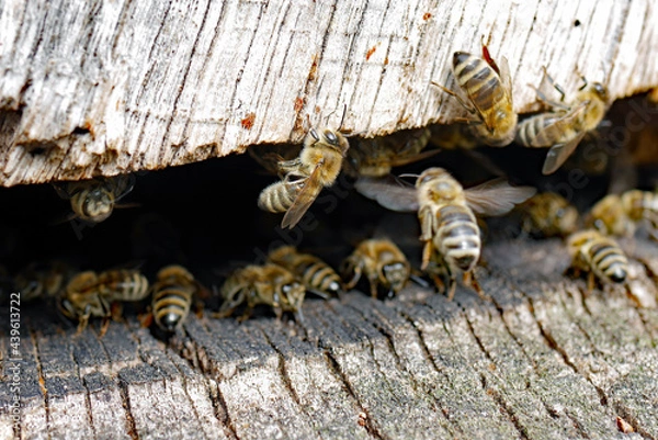 Obraz Westliche Honihbiene