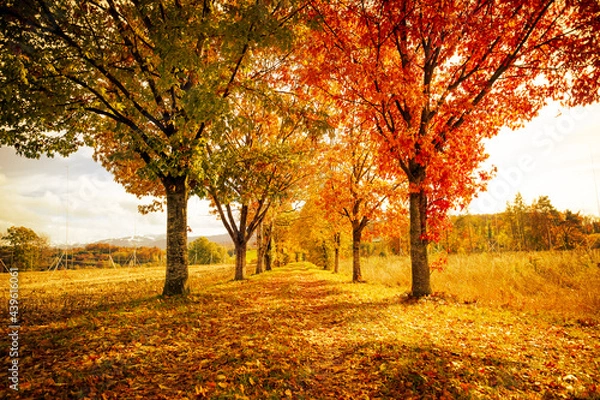 Obraz autumn trees in the park