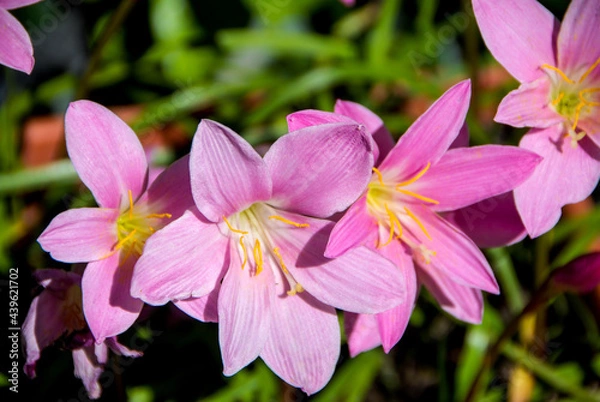 Obraz Saffron flowers