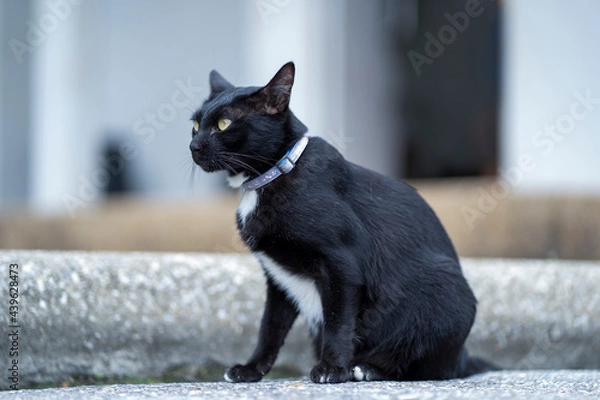 Fototapeta Black cat with yellow eyes lying on the pavement. Head turned to the side on a sunny summer day, Selective focus.
