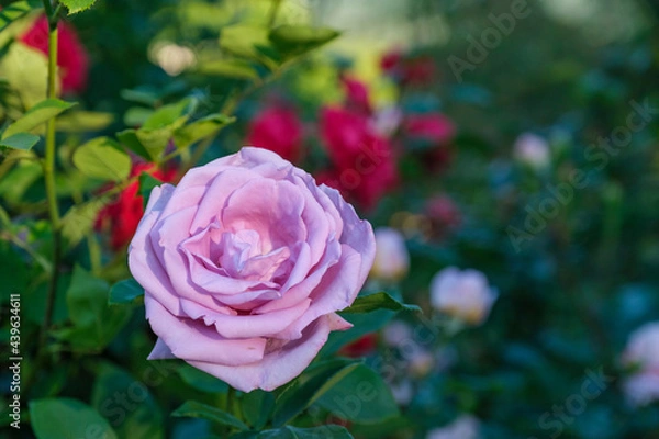 Obraz Flowers and berries