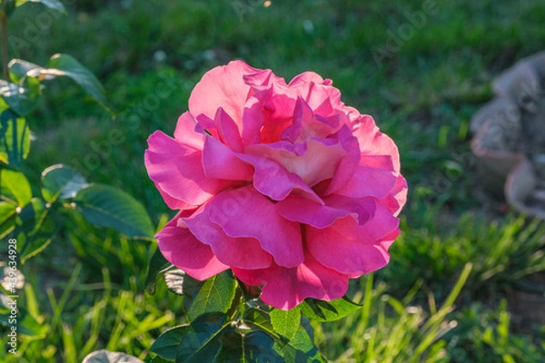 Obraz Flowers and berries