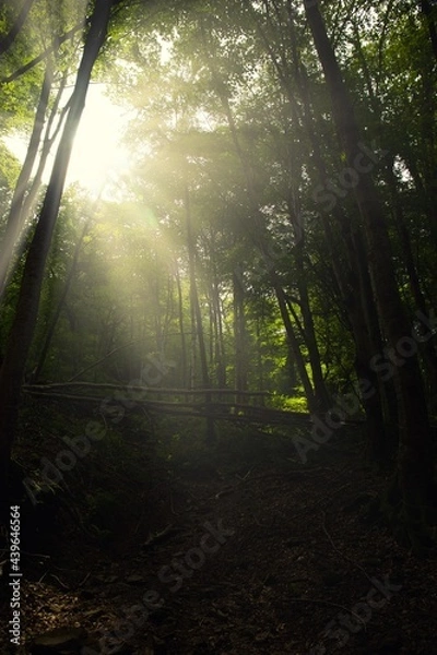 Fototapeta Tropical forest with tall trees. The rays of a bright yellow sun shine through the crowns of trees. Evening is approaching. The humid air creates a slight haze in the forest.