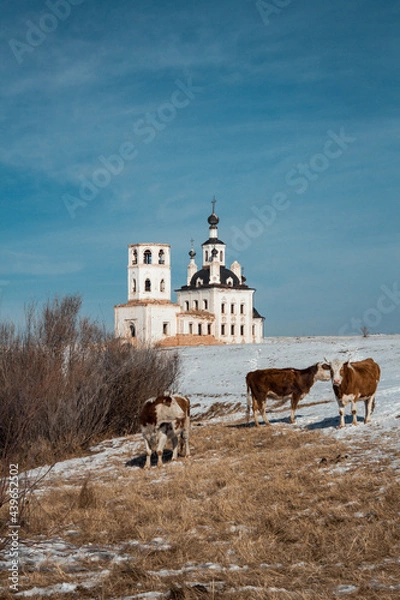 Obraz church and cows