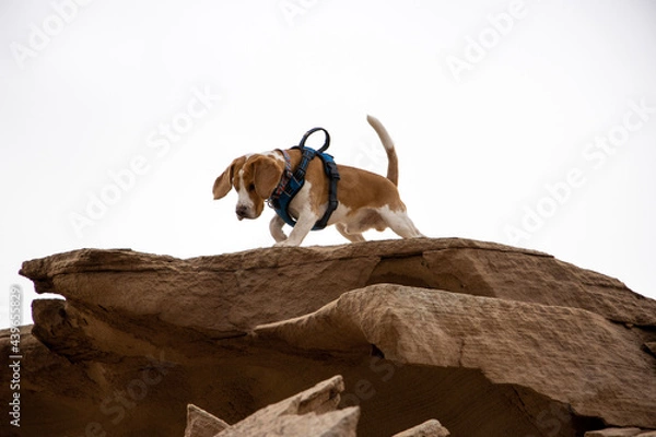 Obraz dog on the rocks