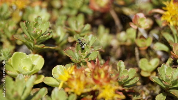 Fototapeta in the artificially created garden on the wall