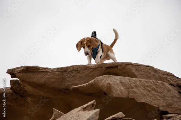 Obraz dog on the rocks