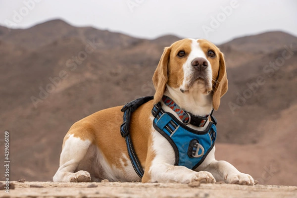 Obraz beagle dog on the beach