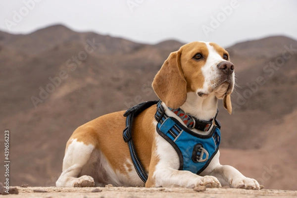 Obraz beagle dog on the beach