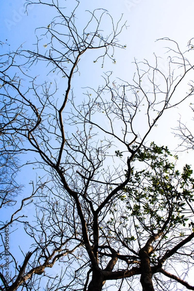 Fototapeta tree in winter