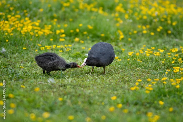 Obraz A coot hen provides food for her chick in a meadow of buttercups