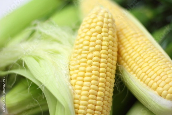 Fototapeta とうもろこし