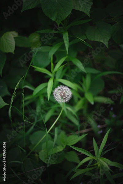 Fototapeta White dandelion on a background of dark green foliage. Natural pattern of leaves, stems and fluff. Ecosystem, clean air, summertime or weeds concept.