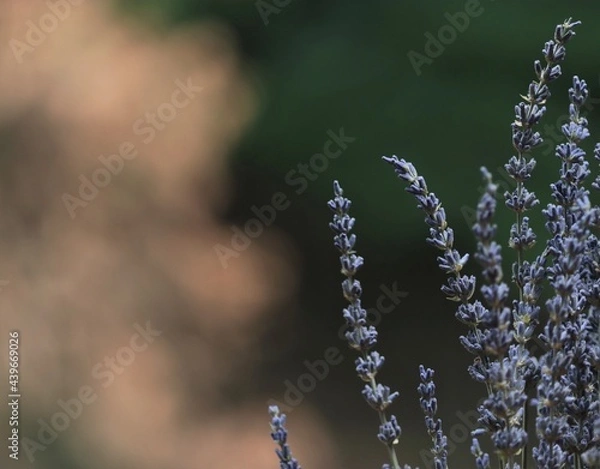 Fototapeta Lavender flower