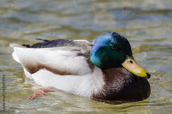 Obraz Mallard Duck
