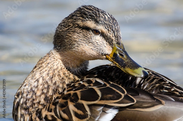 Obraz Mallard Duck
