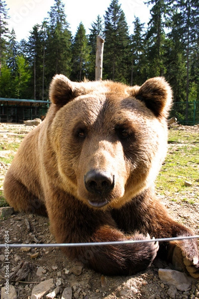 Obraz brown bear in the forest