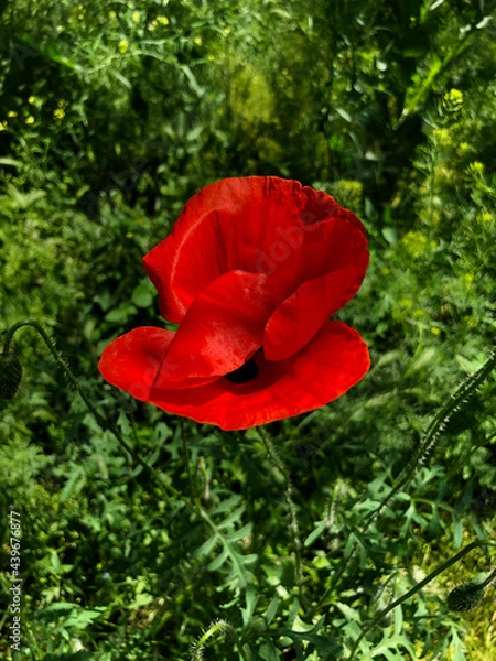Obraz red poppy flower