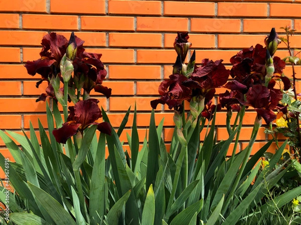 Obraz flowers on the wall