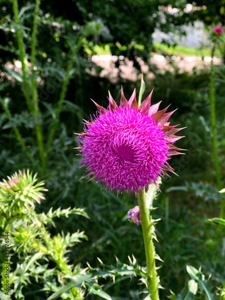 Obraz flower in bloom