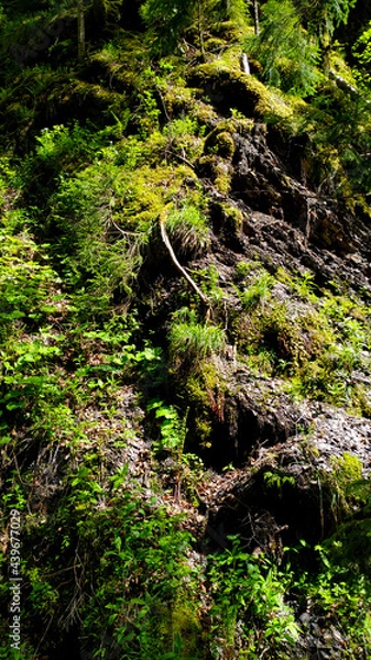 Obraz moss on the rocks