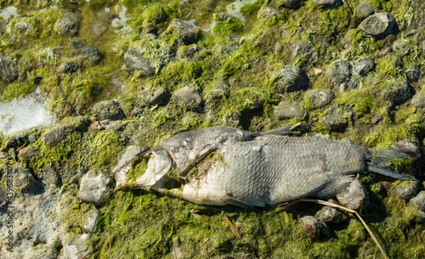 Fototapeta Decaying fish in green mud
