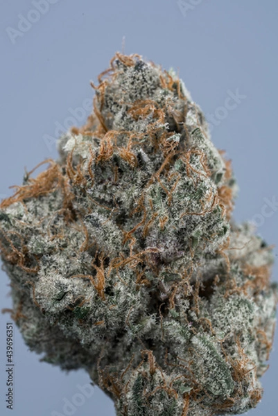 Obraz Cannabis Flower Macro - Strain: Chocolate Grape Diesel