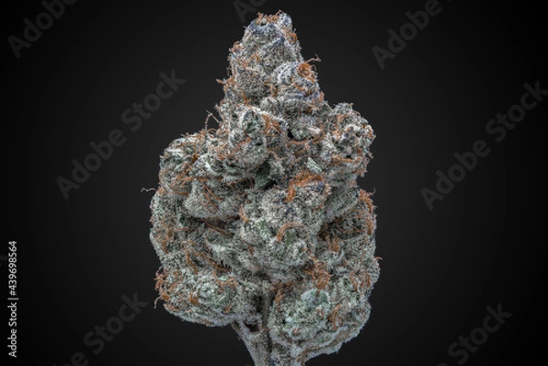 Fototapeta Cannabis Flower Macro - Strain: Chocolate Grape Diesel