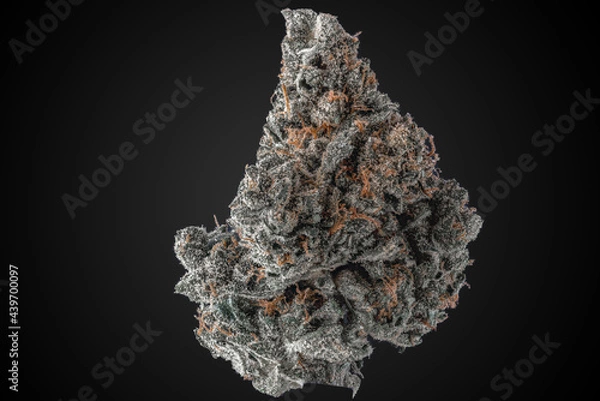 Obraz Cannabis Flower Macro - Strain: Grease Monkey