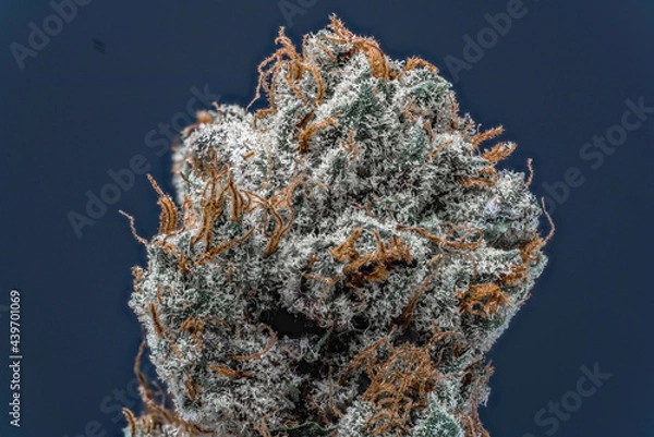 Obraz Cannabis Flower Macro - Strain: Tahoe Cookies