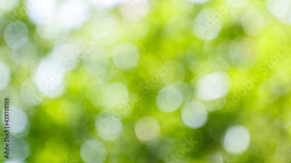 Obraz Blurred greenery leaves of tree forest