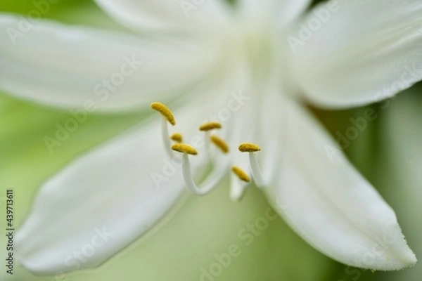 Obraz white lily flower
