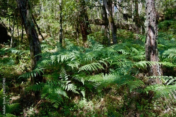 Obraz Ferns in the woods, spring