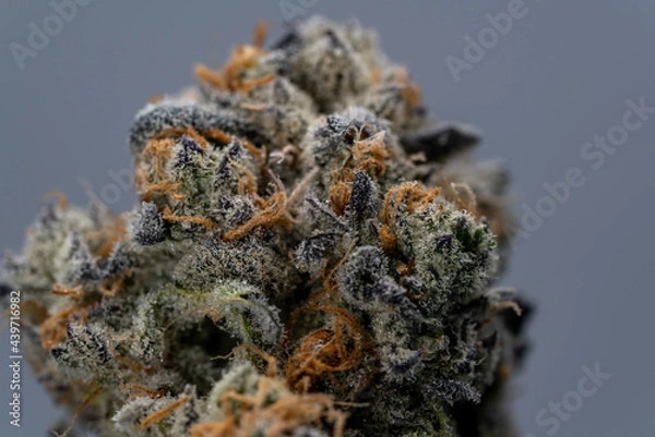 Obraz Cannabis Flower Macro - Strain: Peppermint