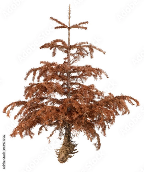 Fototapeta Dried pine