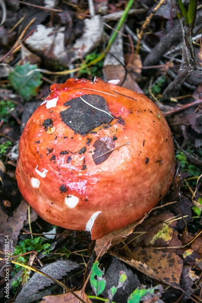 Fototapeta mushrooms in the autumn forest.edible healthy russula mushroom