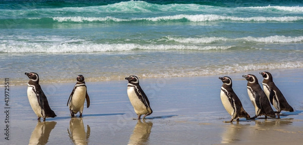 Fototapeta Magellanic penguins