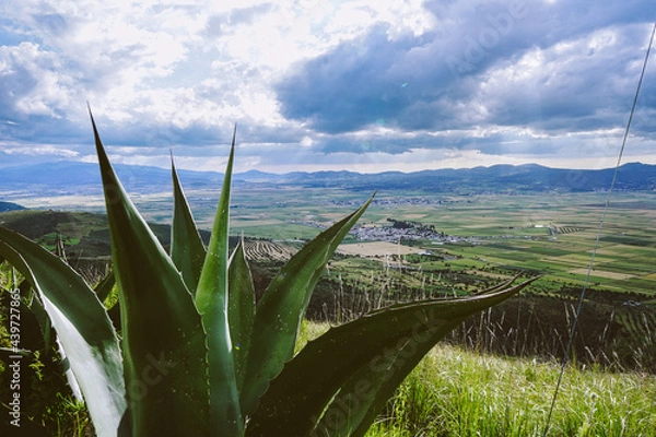 Obraz maguey plantation