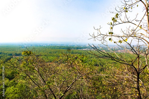 Fototapeta tree in the forest