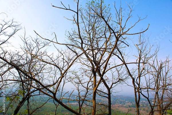 Fototapeta tree in the sky