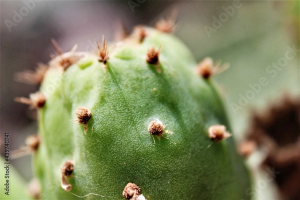 Fototapeta cactus close up