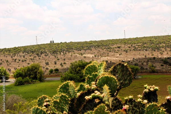 Fototapeta pół-deser
