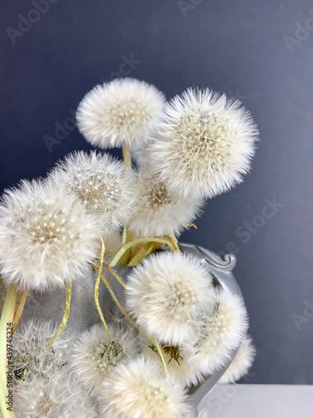 Fototapeta Bouquet of white fluffy dandelions on a dark background, selective focus, copy space