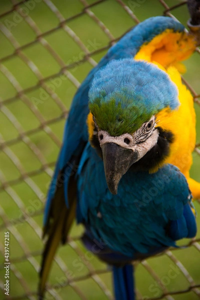 Fototapeta Arara canindé