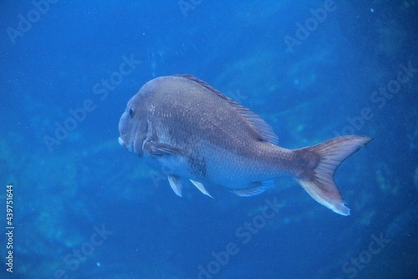 Obraz やや後方から見た、泳ぐ鯛の姿