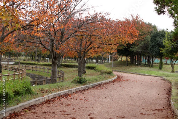 Obraz 自然豊かな公園の散歩道と紅葉