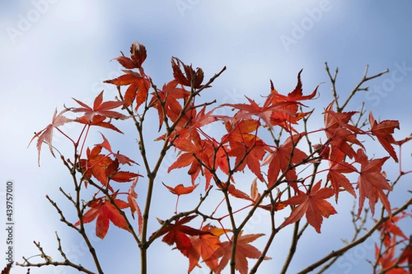 Obraz 青空と真っ赤なモミジ