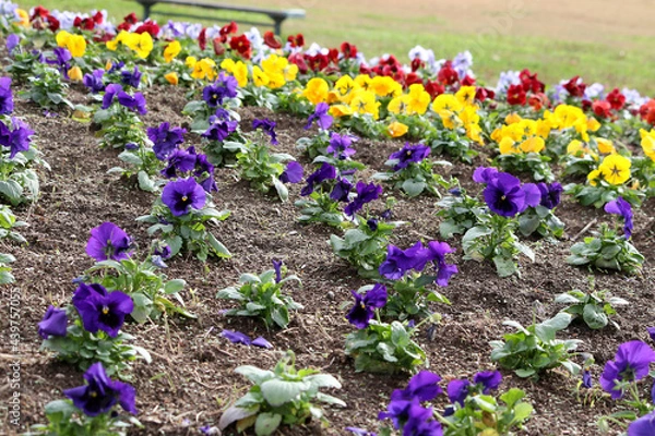 Obraz 花壇に咲いたカラフルなパンジーの花