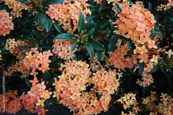 Obraz orange jungle geranium in the forest